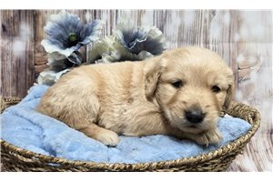 Jiminy - Golden Retriever for sale
