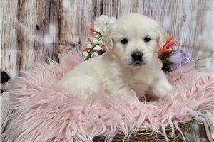 Delilah - Golden Retriever for sale