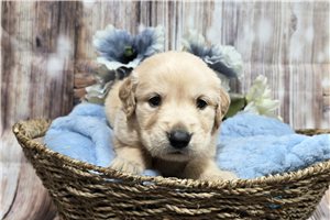 Jace - Golden Retriever for sale