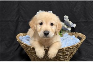 Jasper - Golden Retriever for sale