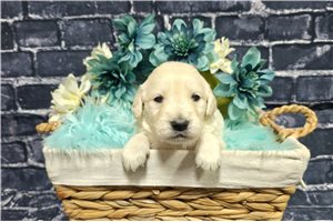 Daniel - Golden Retriever for sale