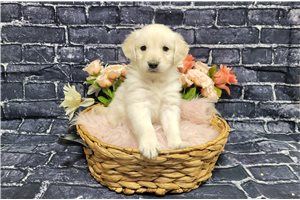 Cabaret - puppy for sale