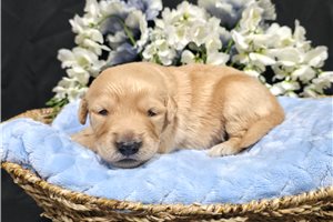 Jiminy - puppy for sale