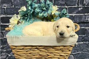 Kenneth - Golden Retriever for sale