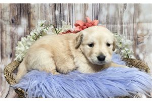 Jackie - Golden Retriever for sale