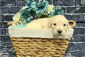 Kaleb - Golden Retriever for sale