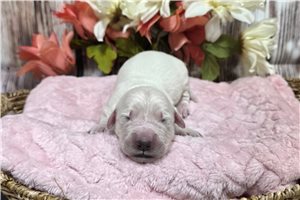 Vanessa - Golden Retriever for sale
