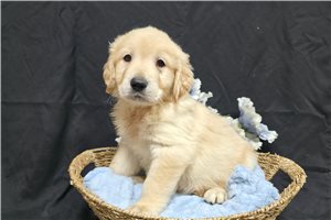 Josiah - Golden Retriever for sale