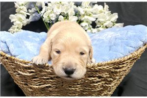 Jasper - puppy for sale