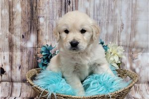 Kaleb - Golden Retriever for sale