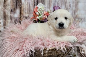 Katalina - Golden Retriever for sale