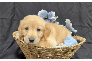 Jace - Golden Retriever for sale