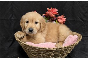 Jocelyn - Golden Retriever for sale