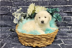 Cadence - puppy for sale