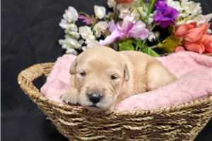 Jaime - puppy for sale
