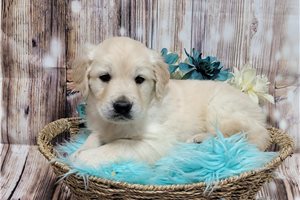 Kenneth - Golden Retriever for sale