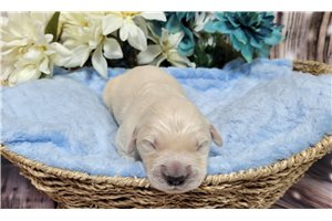 Kenneth - puppy for sale