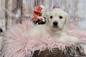 Kate - Golden Retriever for sale