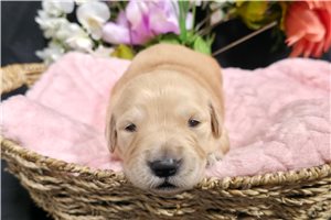 Juliet - puppy for sale