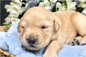 Jace - puppy for sale