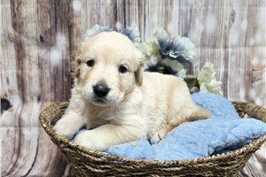 Josiah - Golden Retriever for sale