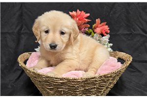 Jackie - Golden Retriever for sale