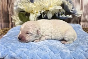 Victor - Golden Retriever for sale