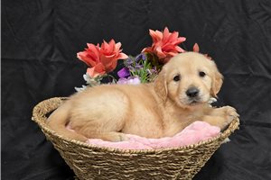 Juliet - Golden Retriever for sale