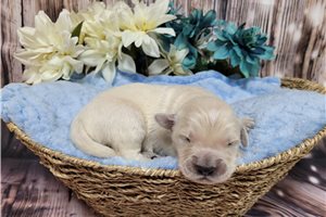 Kaleb - puppy for sale