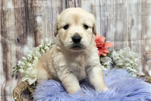 Jaime - Golden Retriever for sale