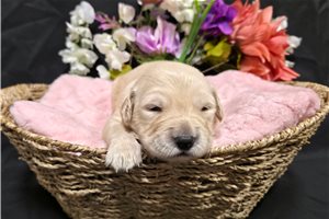 Jackie - puppy for sale