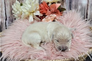 Katalina - Golden Retriever for sale