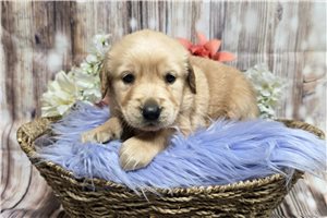Jocelyn - Golden Retriever for sale