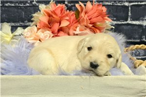 Kate - Golden Retriever for sale