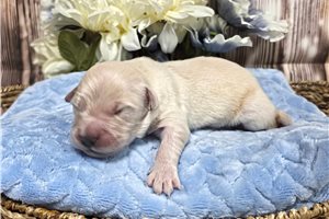 Vaughn - Golden Retriever for sale