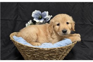 Jiminy - Golden Retriever for sale