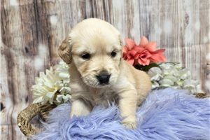 Juliet - Golden Retriever for sale