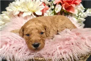 Koko - puppy for sale