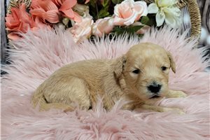 Kayla - Goldendoodle for sale