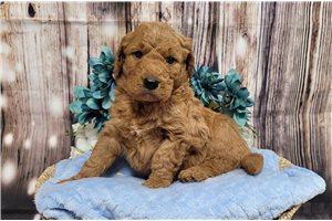 Kodak - Goldendoodle for sale