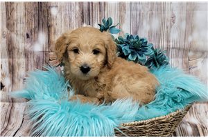 Kairo - Goldendoodle for sale