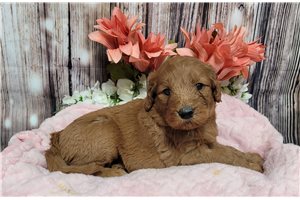 Korel - Goldendoodle for sale