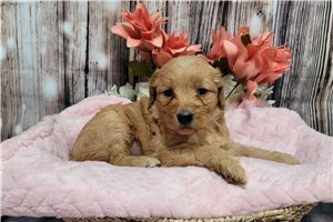 Kona - Goldendoodle for sale