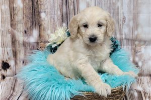 Knox - Goldendoodle for sale