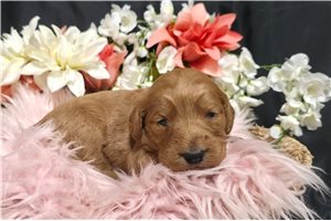 Kira - puppy for sale