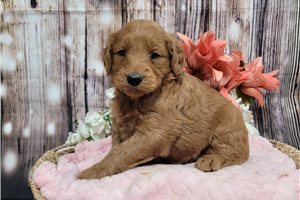 Kira - Goldendoodle for sale