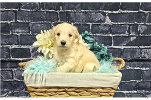 Knox - Goldendoodle for sale