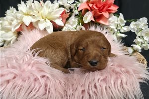 Korel - puppy for sale
