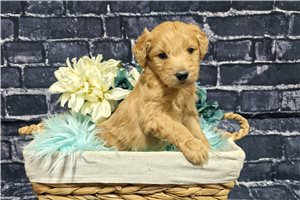 Kairo - Goldendoodle for sale