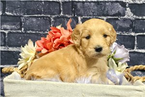 Kamila - Goldendoodle for sale